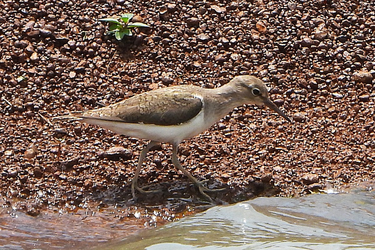 Common Sandpiper - ML639714640