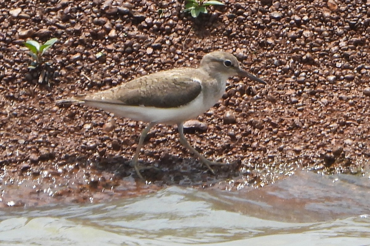 Common Sandpiper - ML639714641