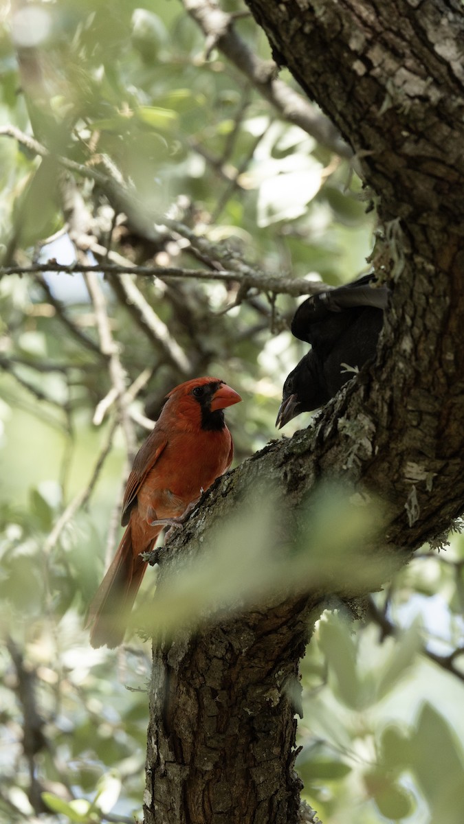 Bronzed Cowbird - ML639714677