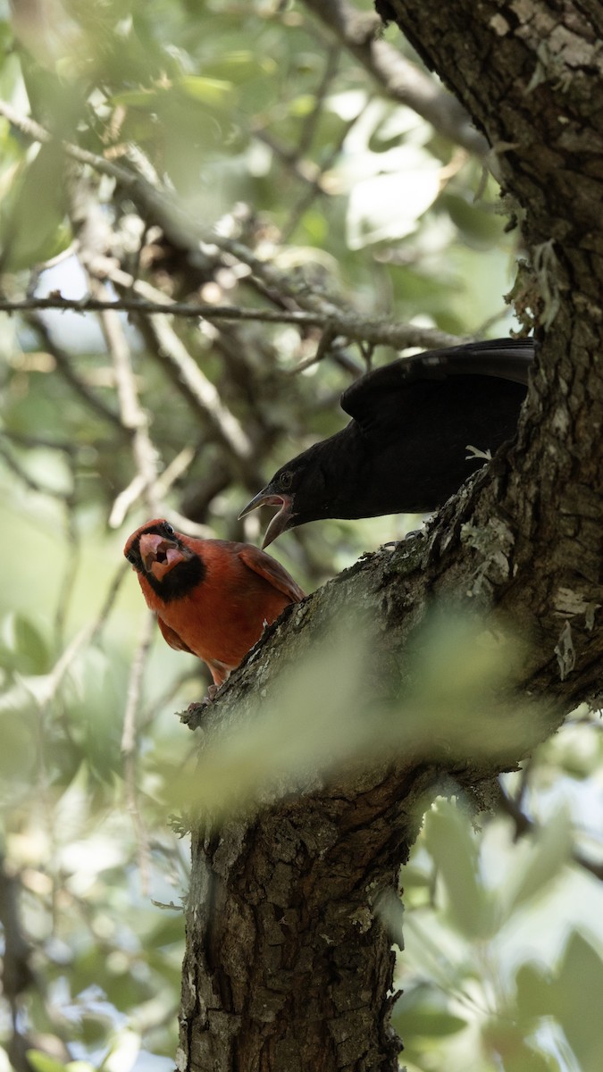 Bronzed Cowbird - ML639714678