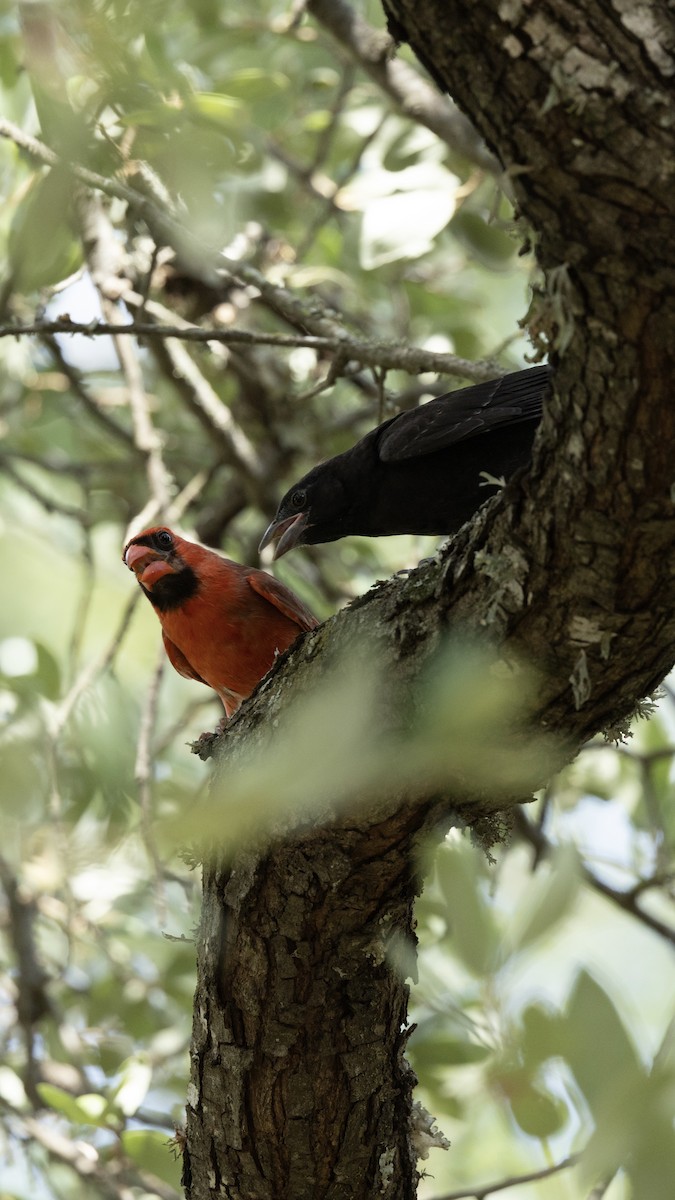 Bronzed Cowbird - ML639714679