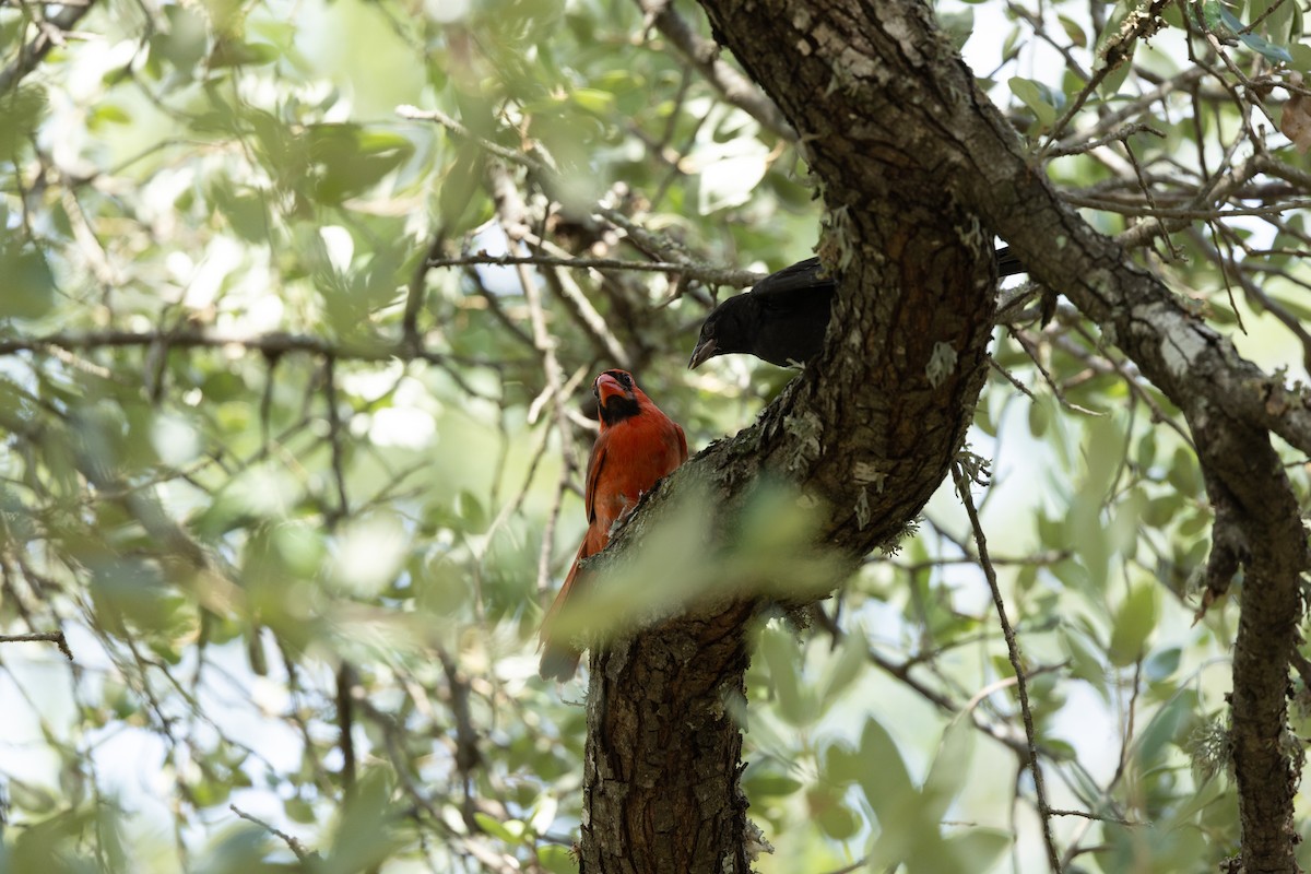Bronzed Cowbird - ML639714681
