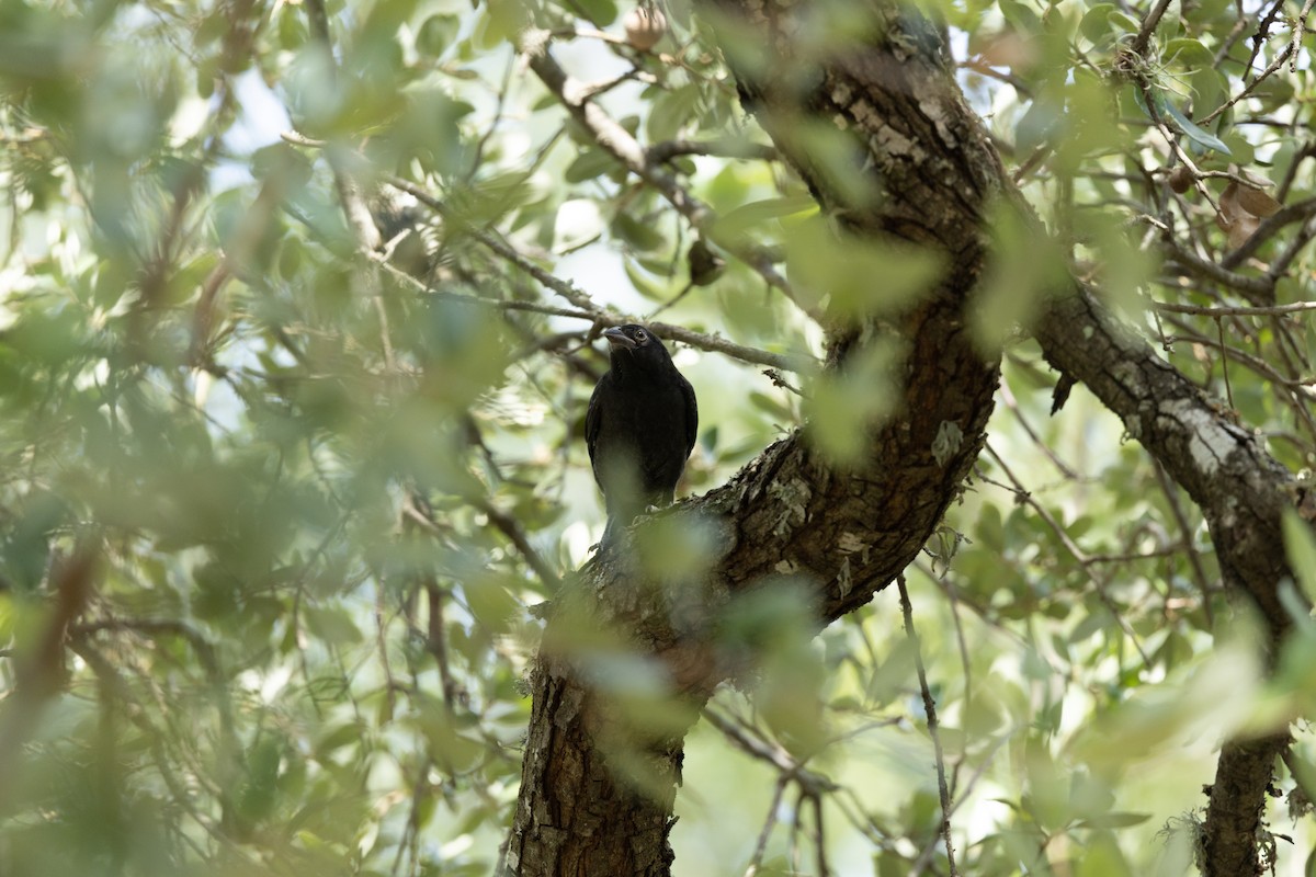Bronzed Cowbird - ML639714682