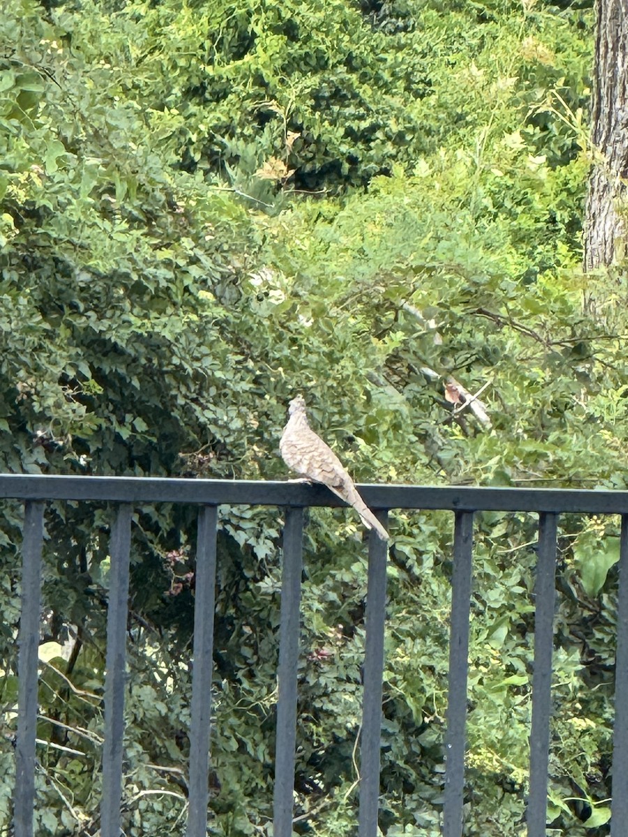 Inca Dove - ML639714787