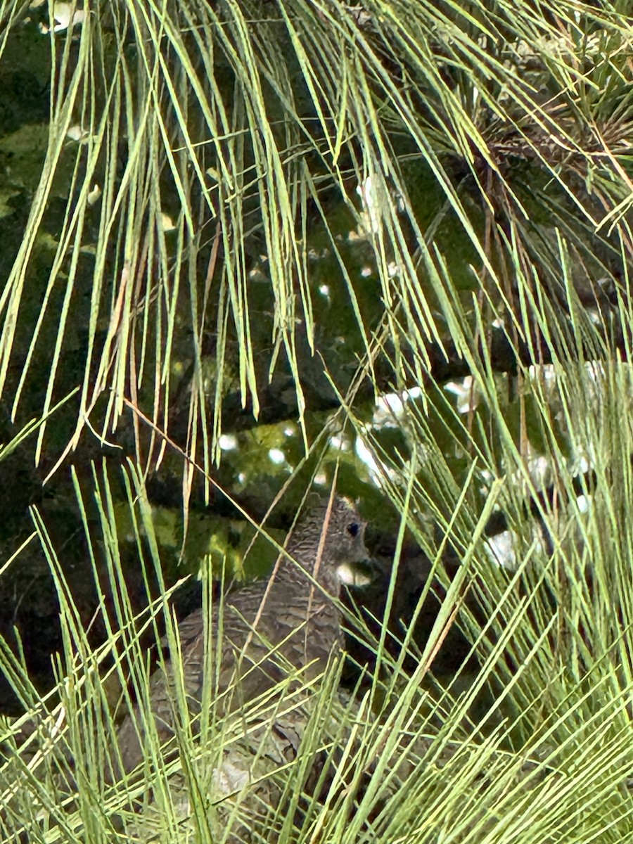 Inca Dove - ML639714797