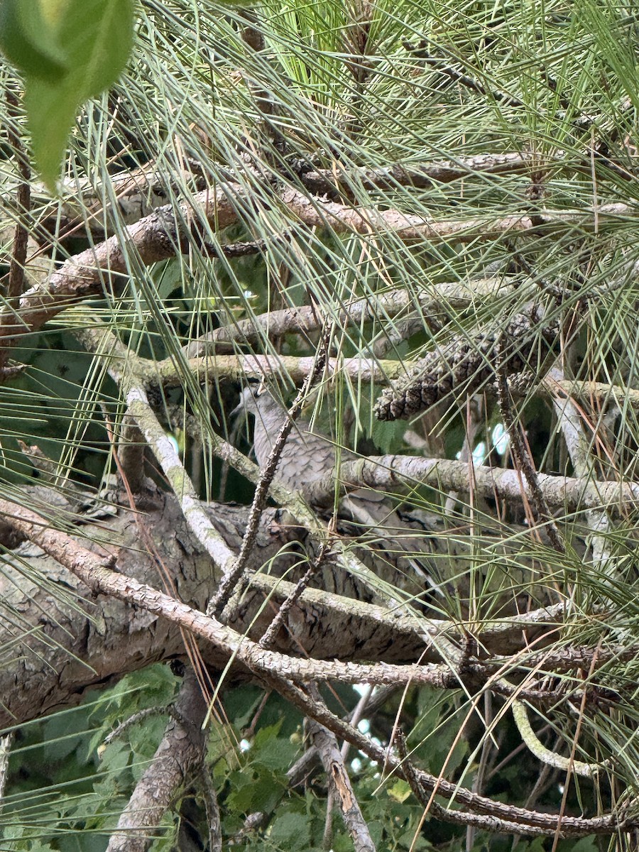 Inca Dove - ML639714798