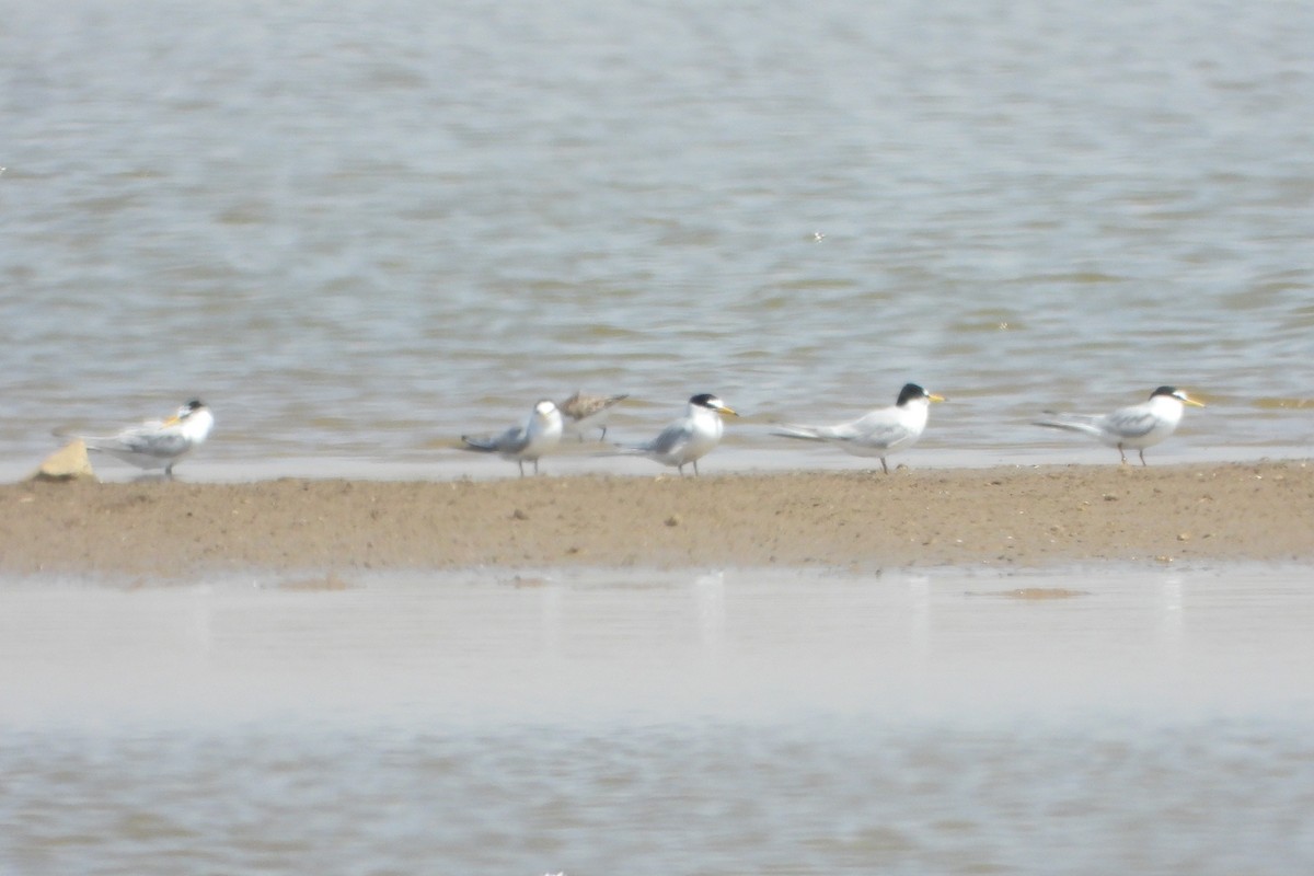 Little Tern - ML639714806