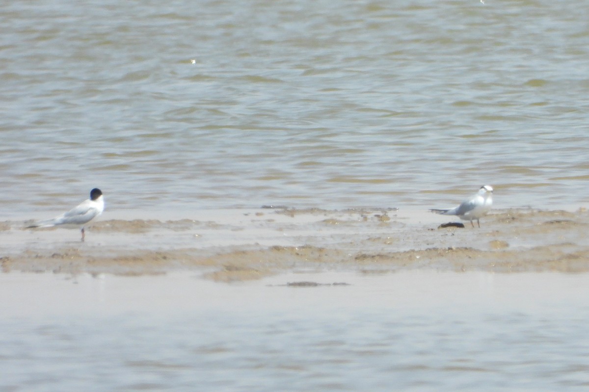 Little Tern - ML639714807