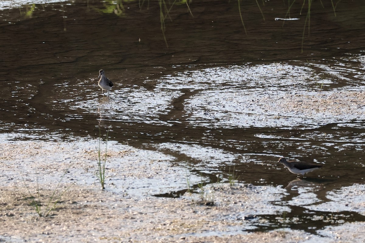 Solitary Sandpiper - ML639714824