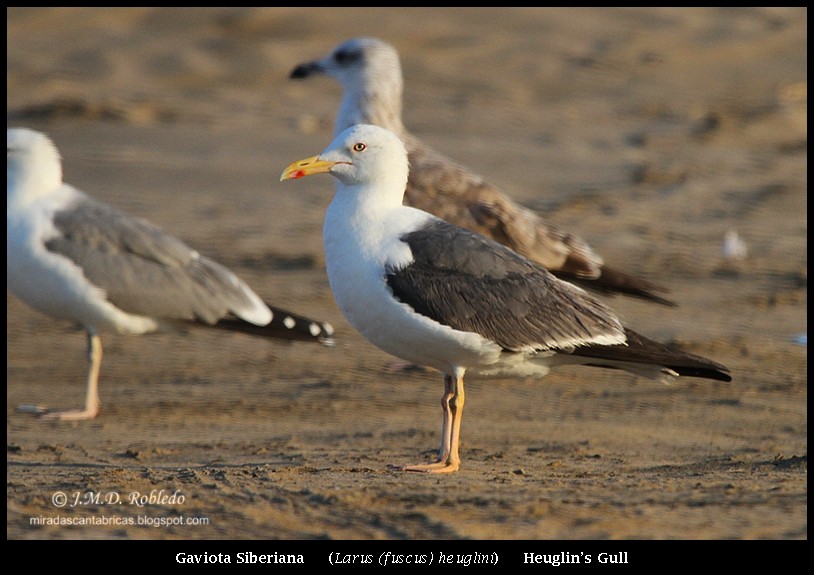 Lesser Black-backed Gull (Heuglin's) - ML639714867