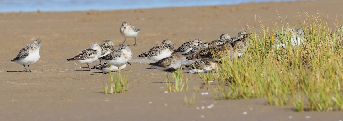 Sanderling - ML639714892