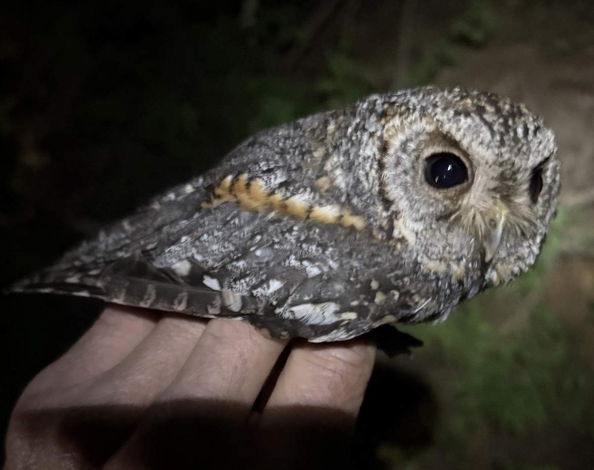 Flammulated Owl - ML639714896