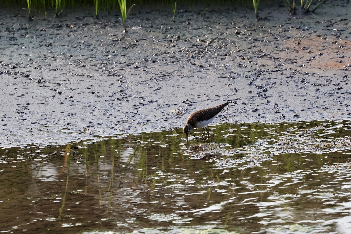 Solitary Sandpiper - ML639714902