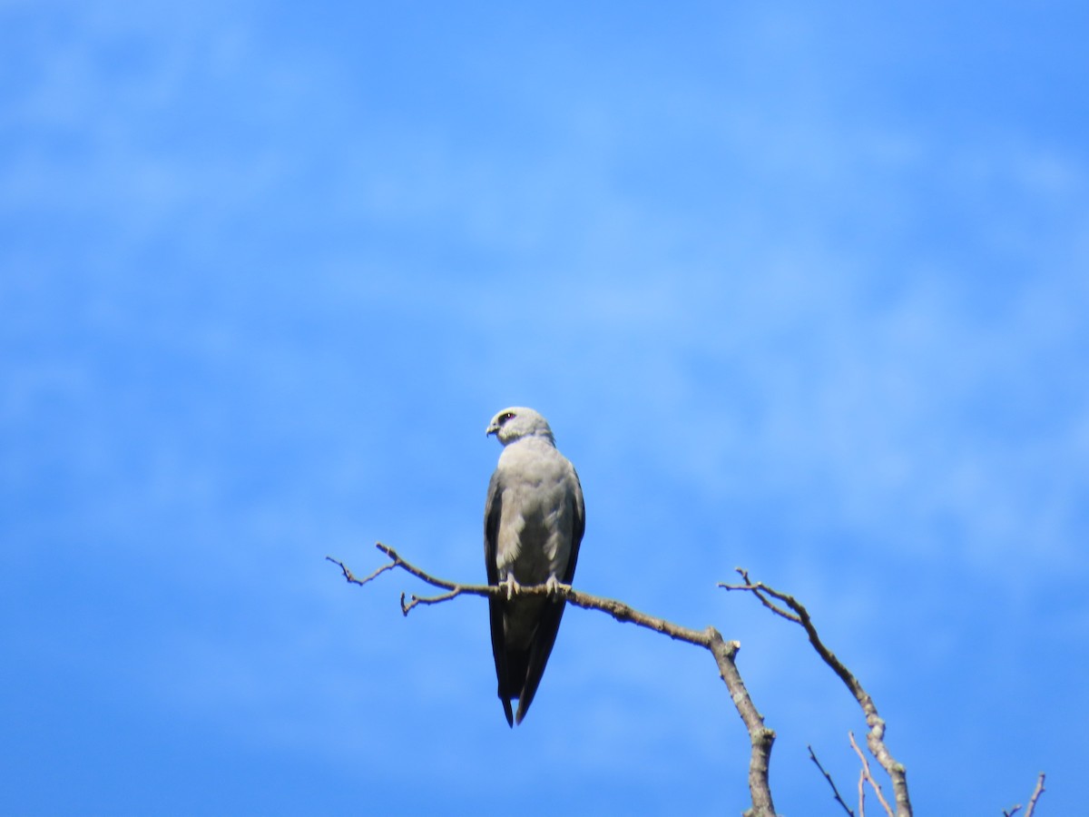 Mississippi Kite - ML639714933