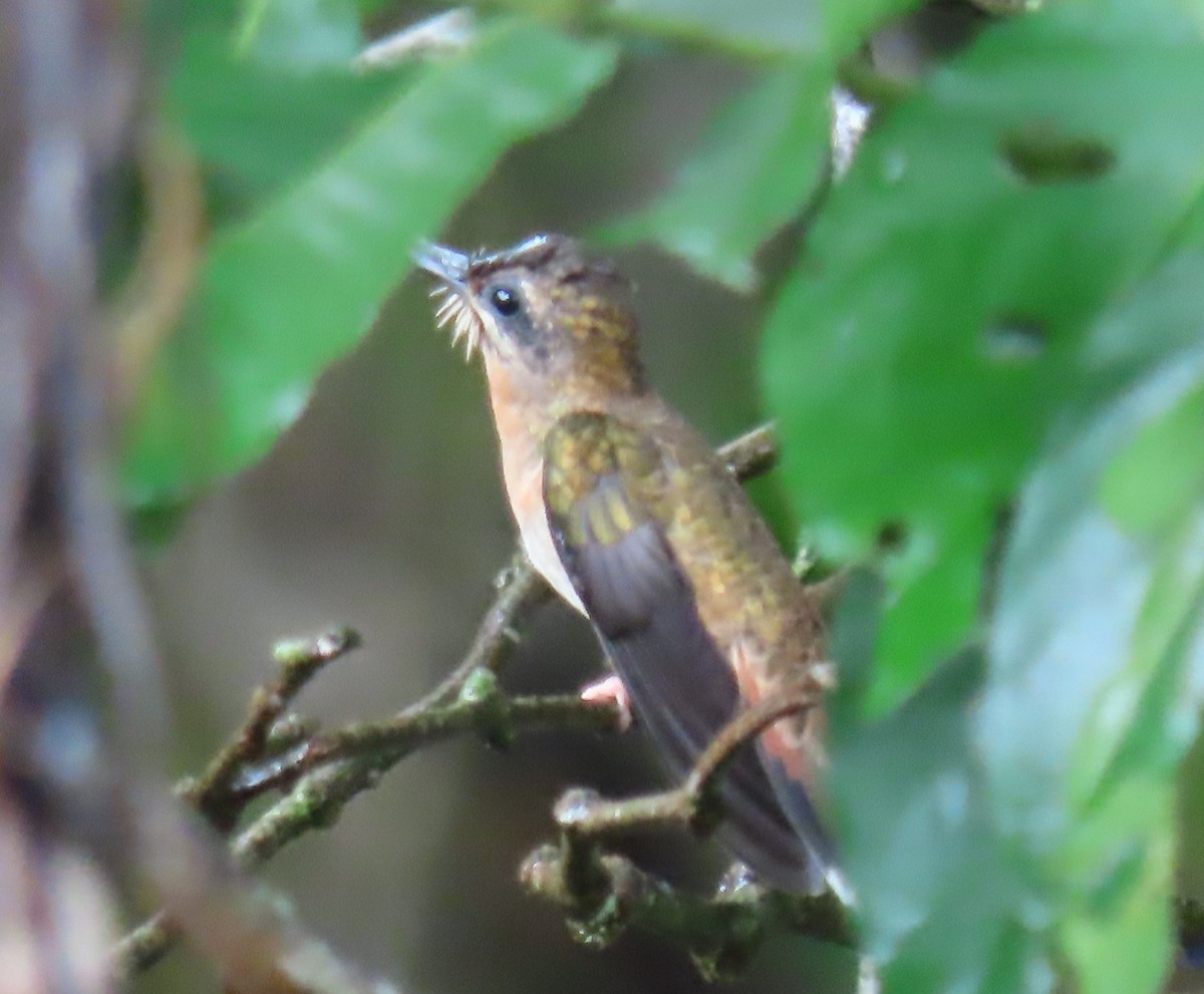 Bronzy Hermit - ML639714996