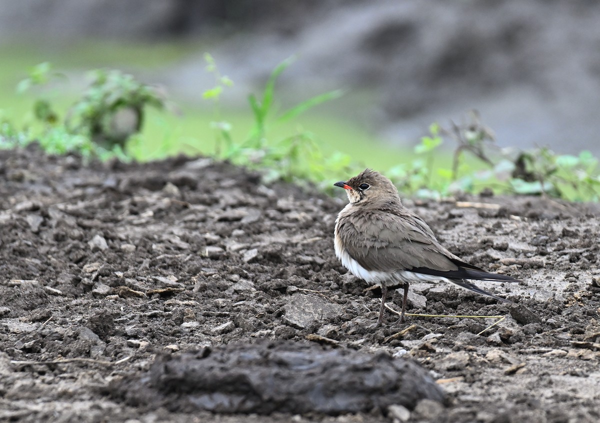 Collared Pratincole - ML639715052
