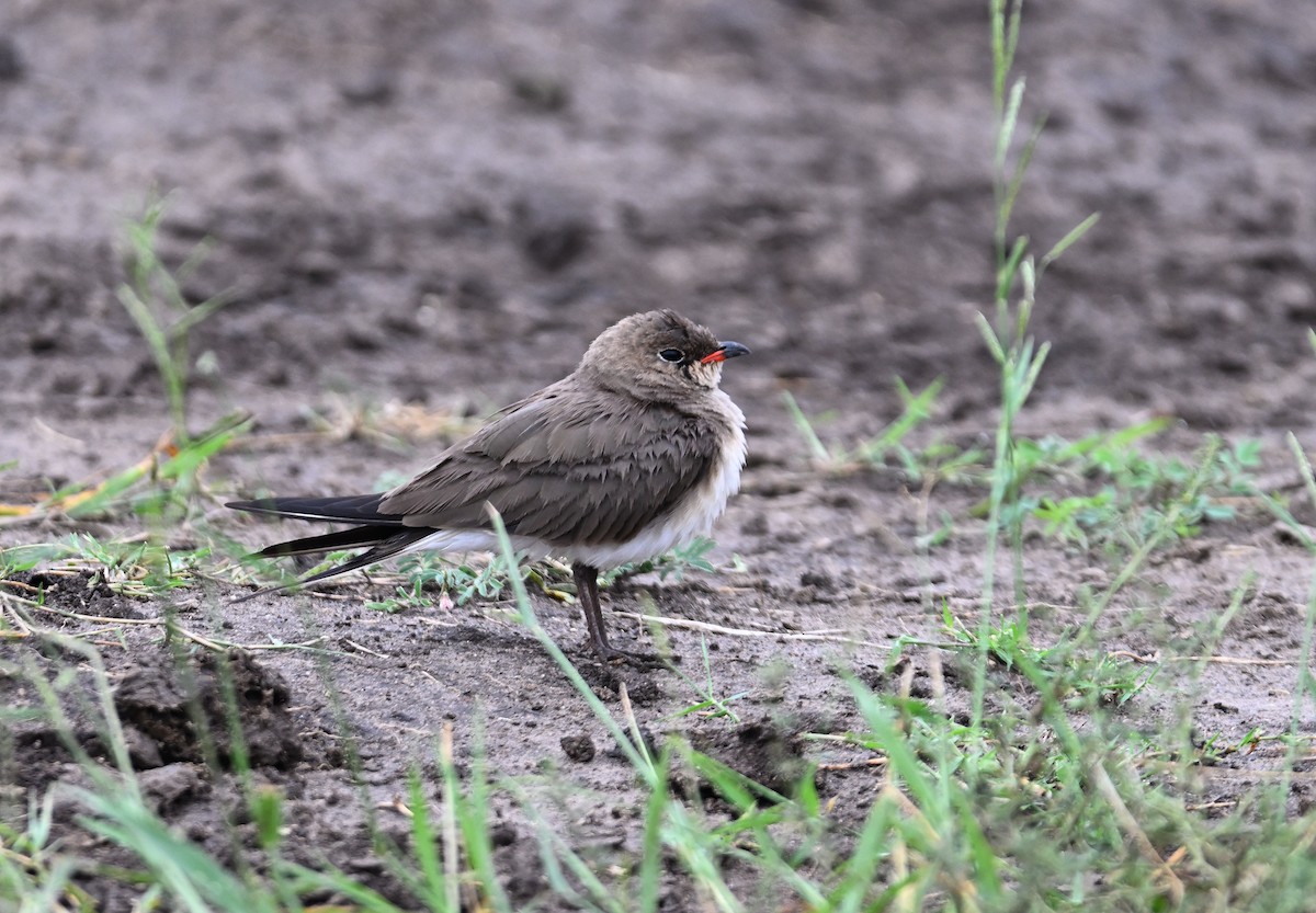 Collared Pratincole - ML639715054
