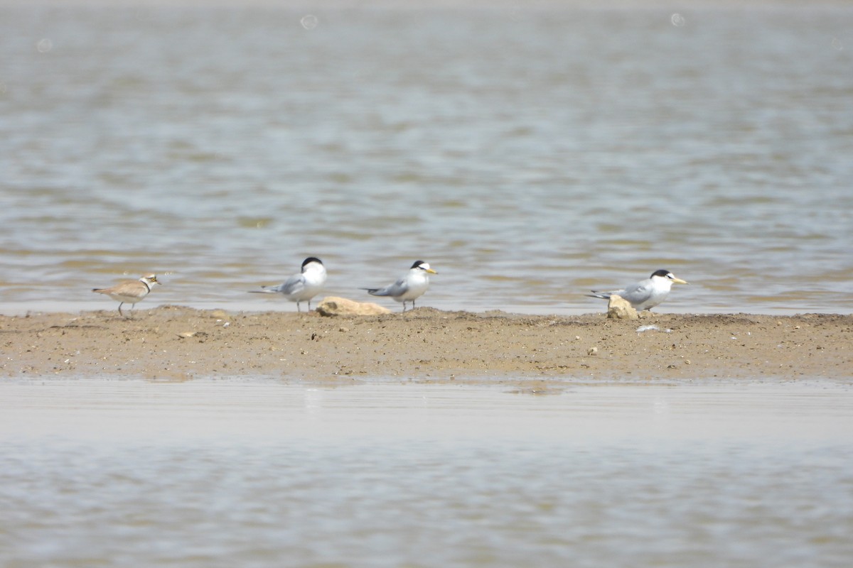 Little Tern - ML639715057