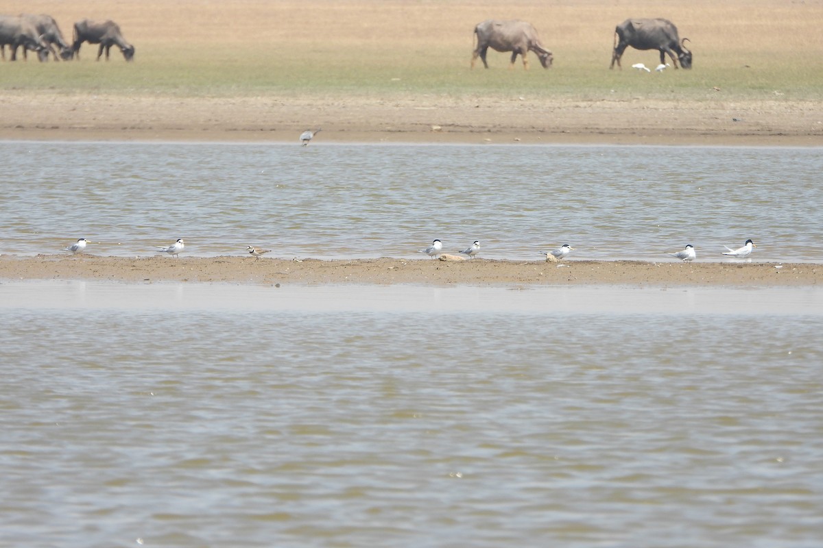 Little Tern - ML639715058