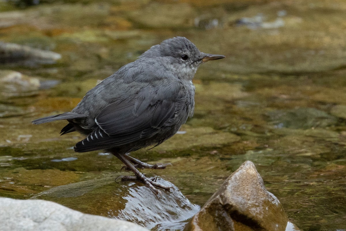 American Dipper - ML639715060