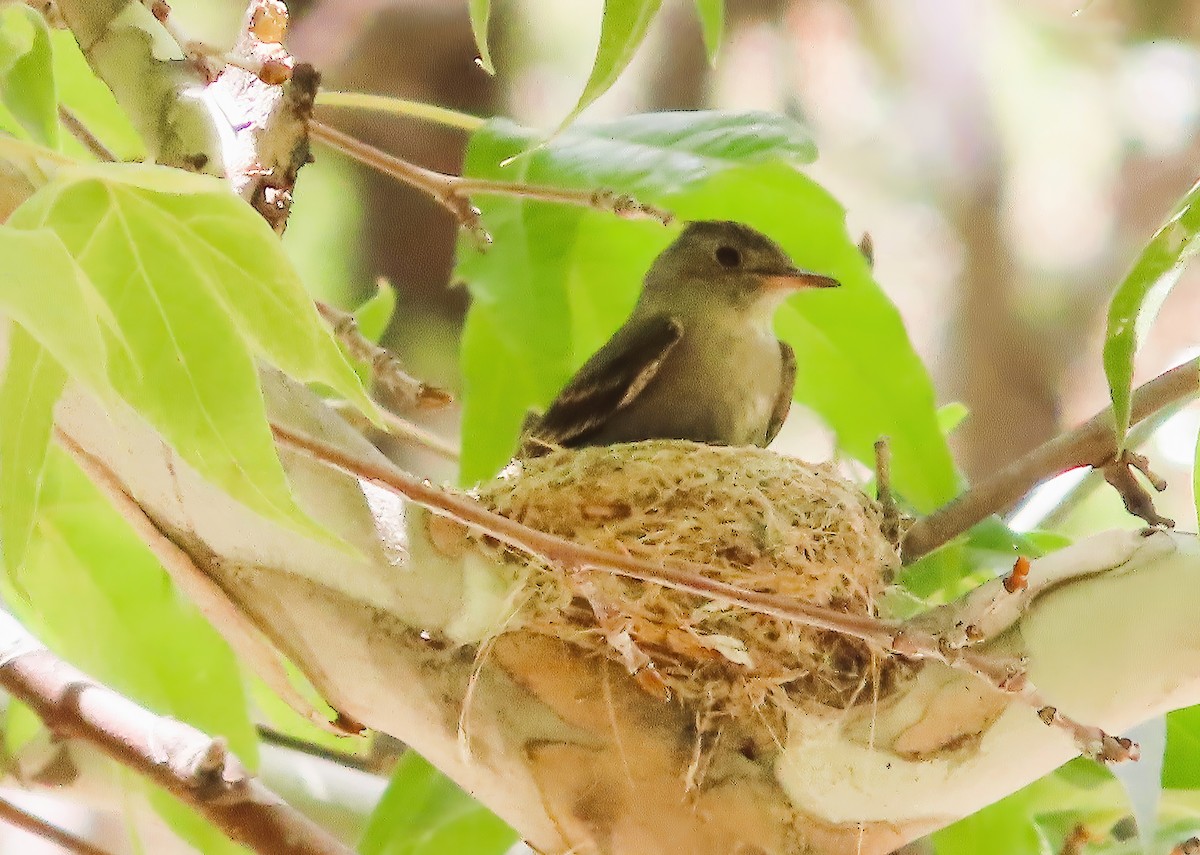 Western Wood-Pewee - ML639715092