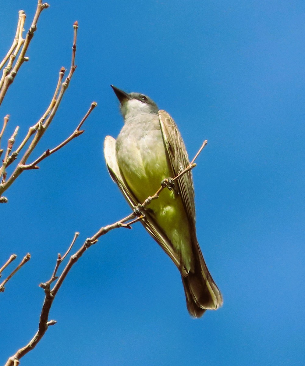 Cassin's Kingbird - ML639715101