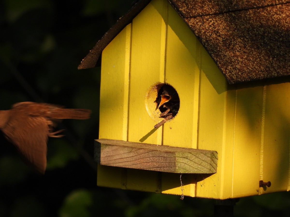 Northern House Wren - ML639715114