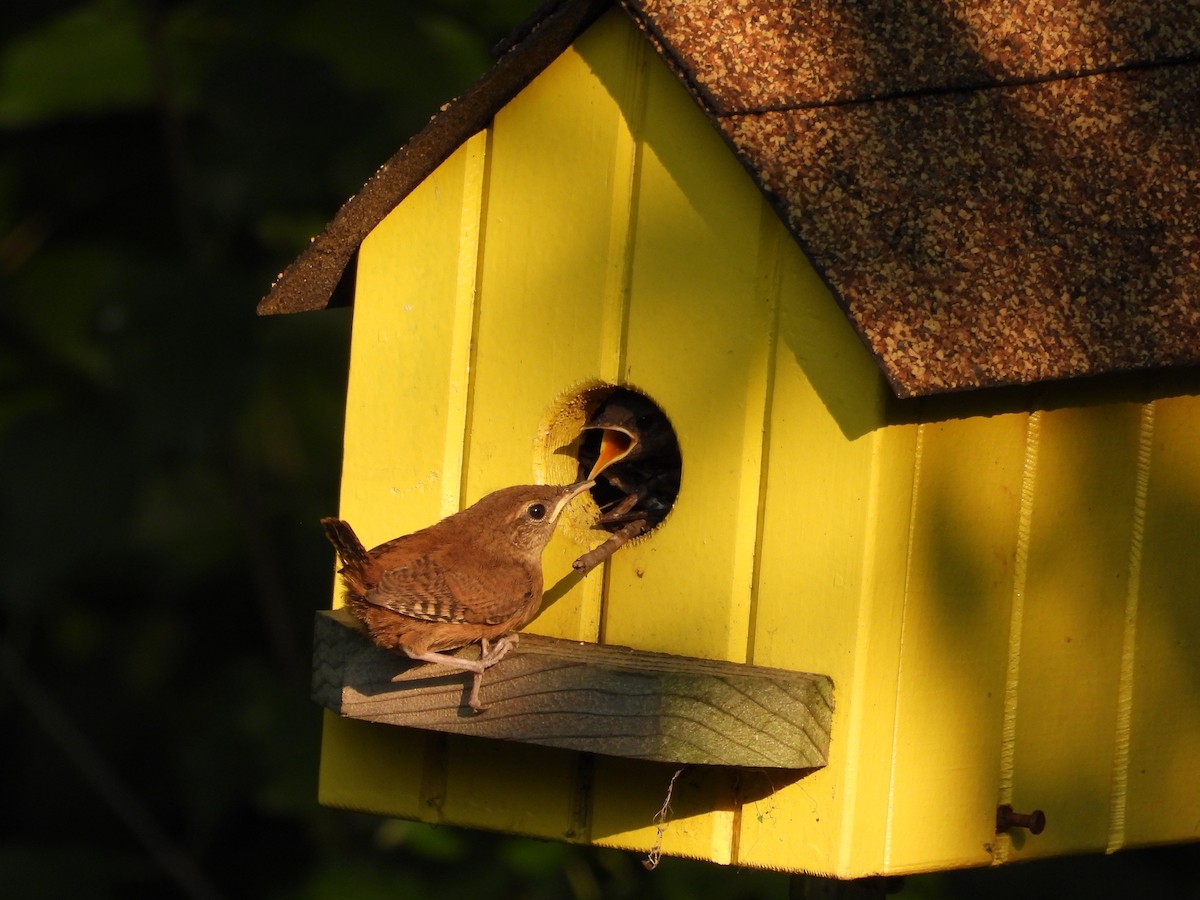 Northern House Wren - ML639715115