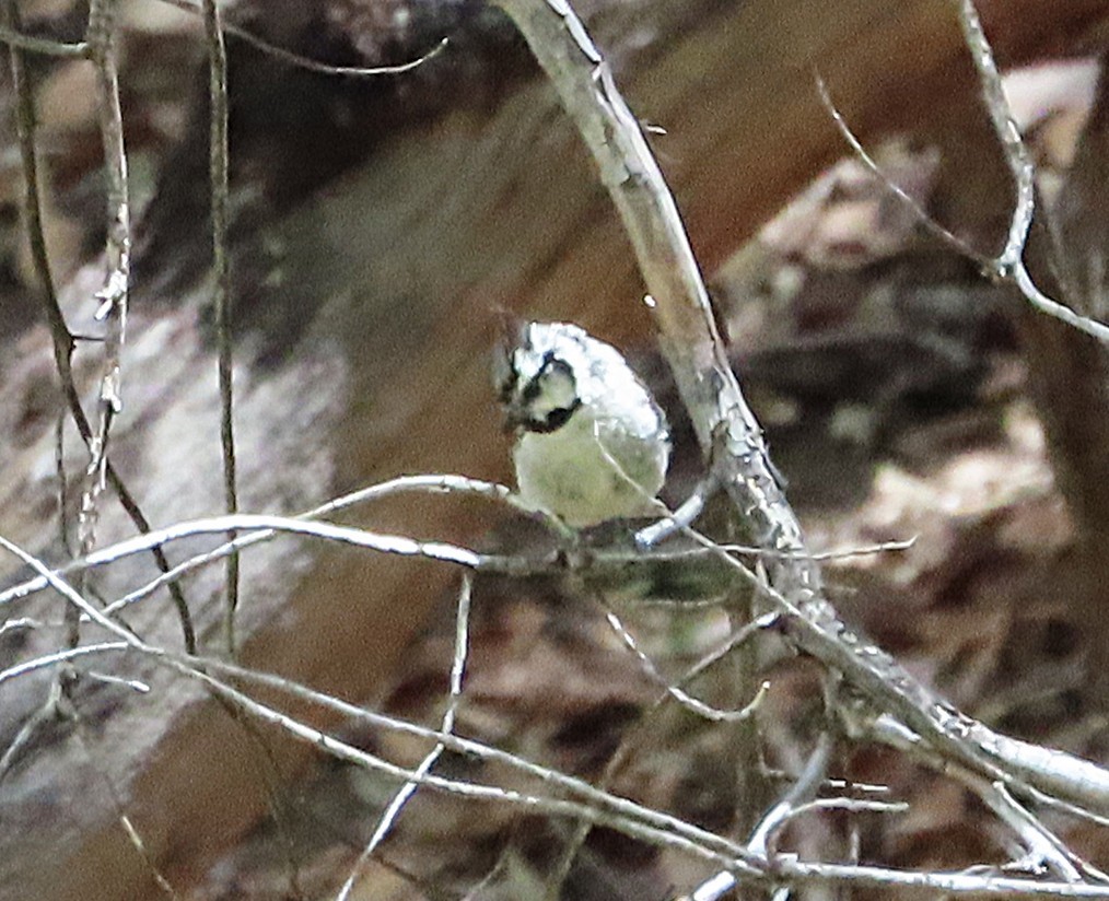 Bridled Titmouse - ML639715123