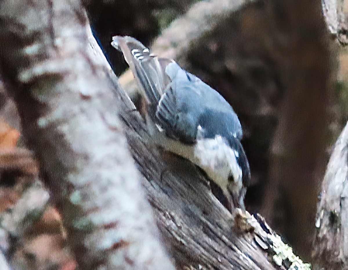 White-breasted Nuthatch - ML639715129
