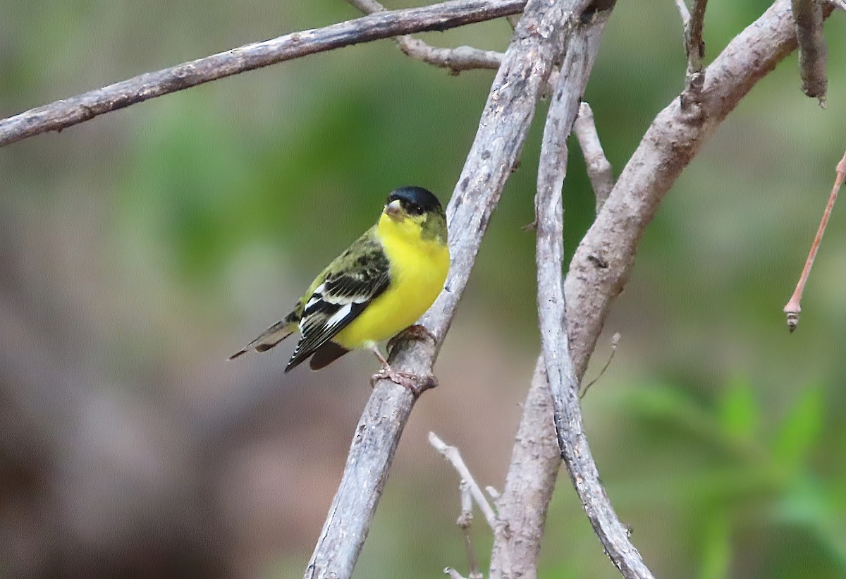 Lesser Goldfinch - ML639715138