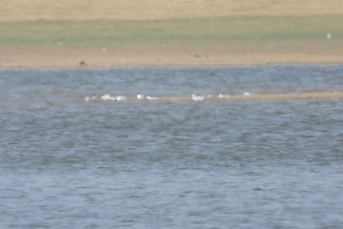 Little Tern - ML639715160