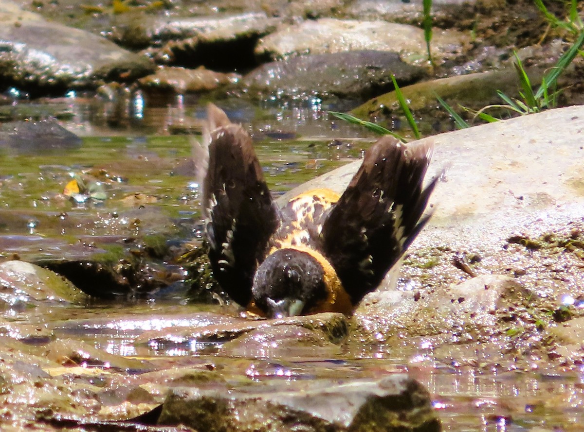 Black-headed Grosbeak - ML639715165