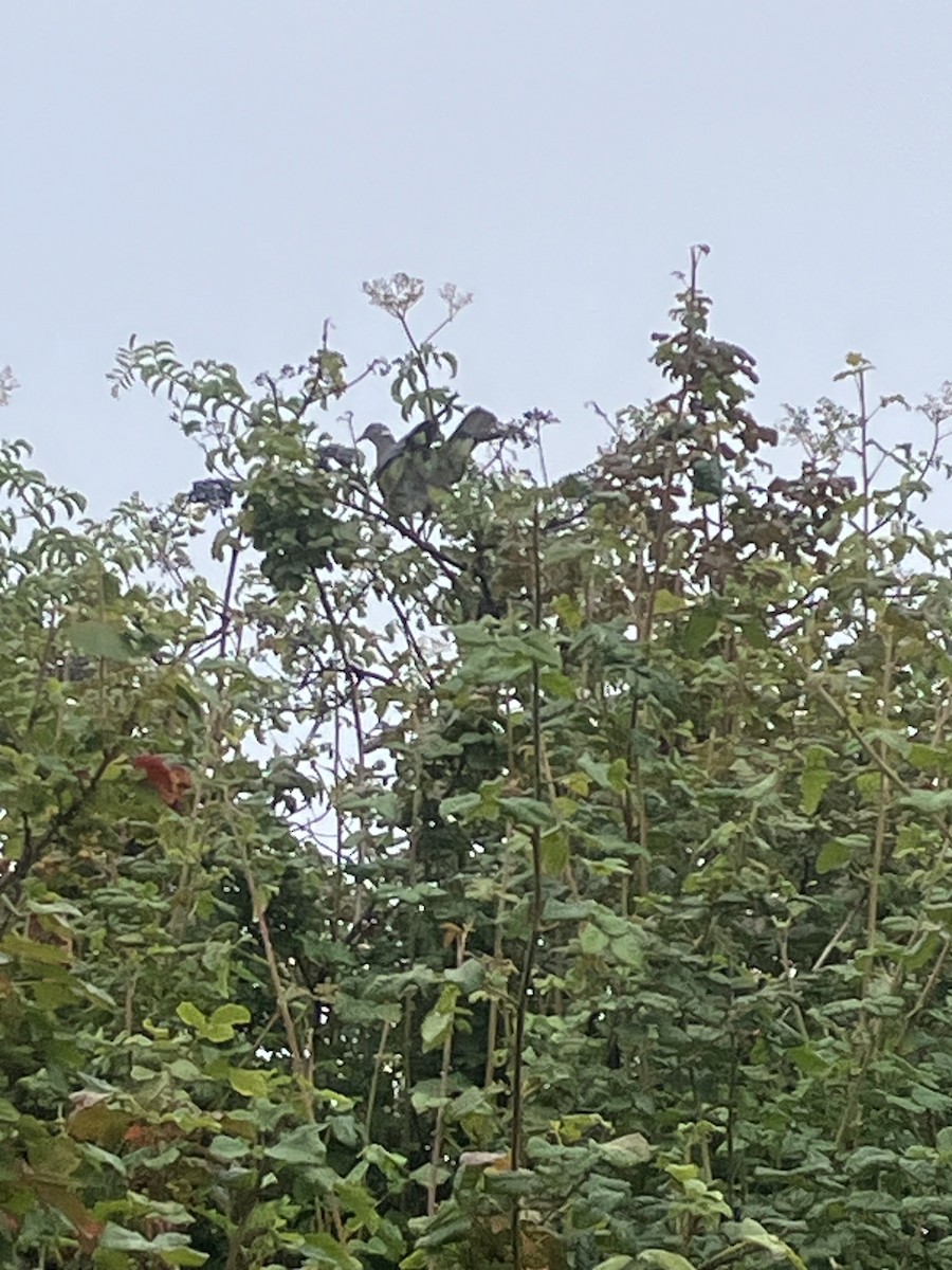 Band-tailed Pigeon - ML639715174