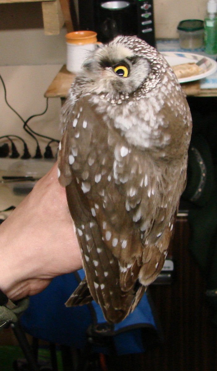 Boreal Owl - ML639715199