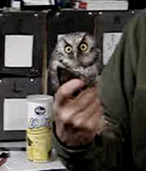 Boreal Owl - ML639715200