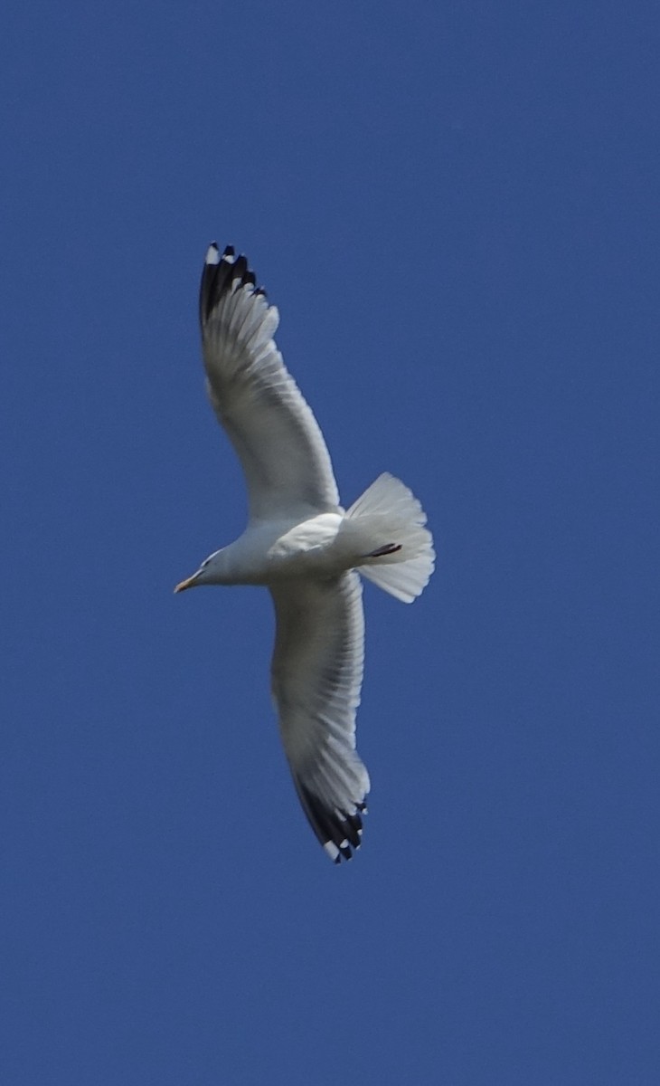 European Herring Gull - ML639715262