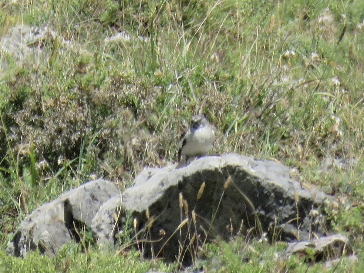 White-winged Snowfinch - ML639715265