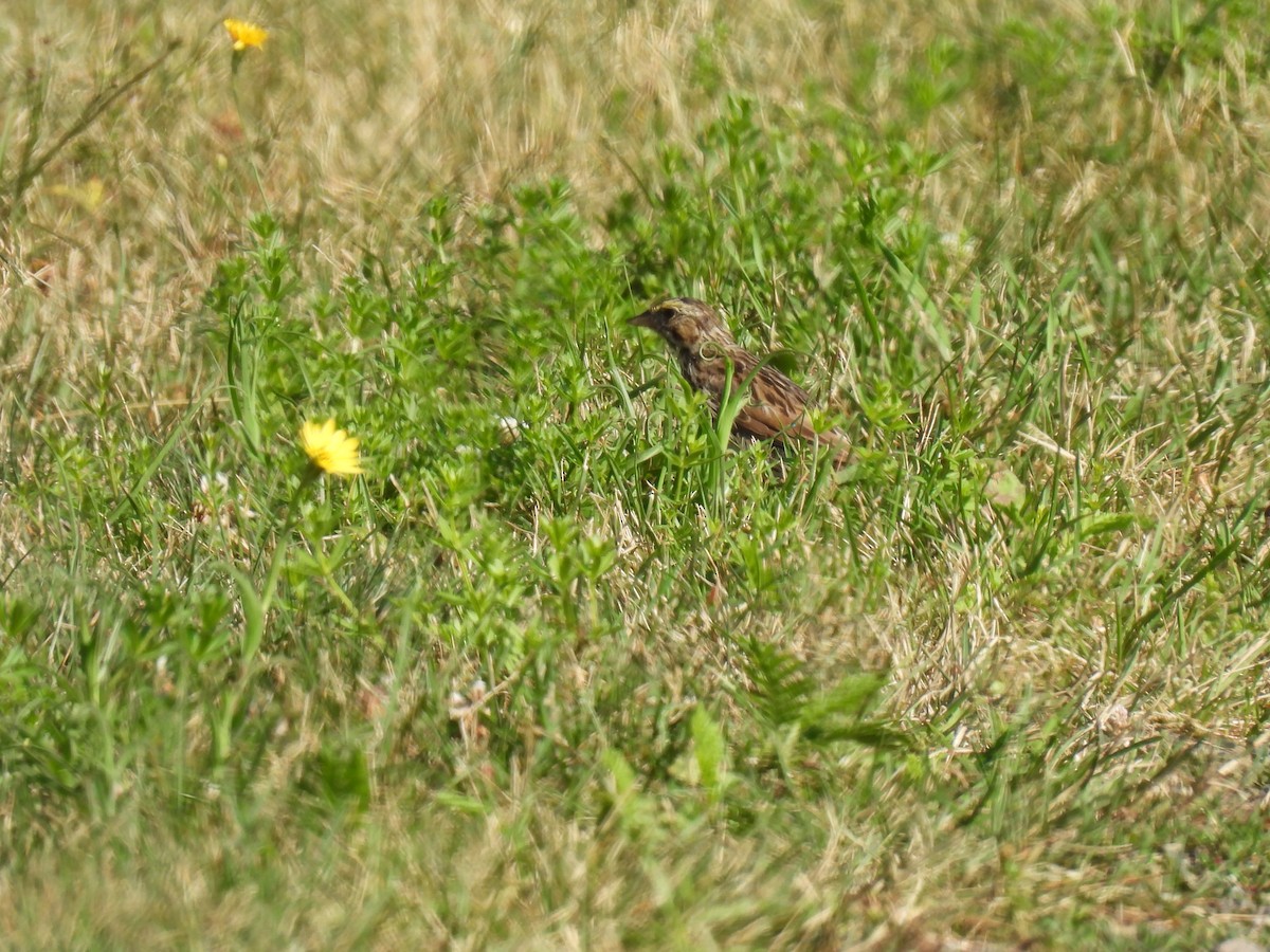 Savannah Sparrow - ML639715267