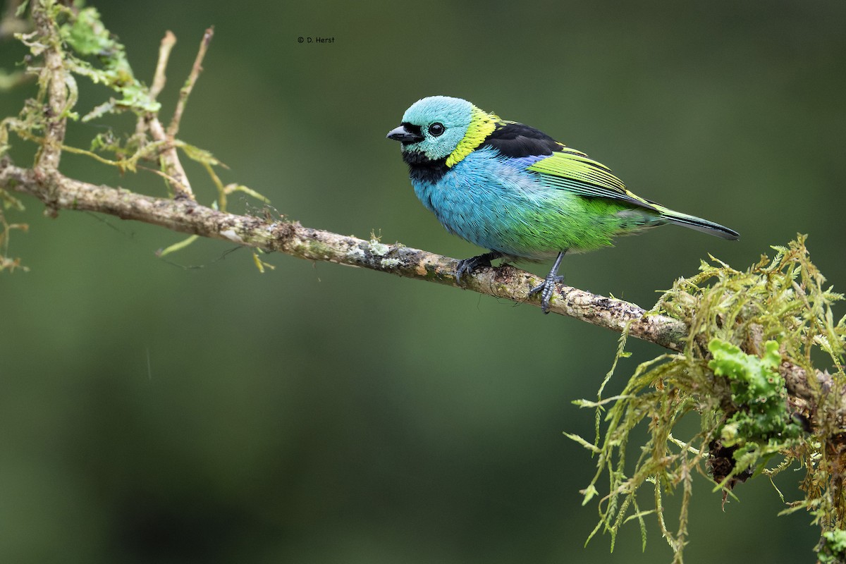 Green-headed Tanager - ML639715268
