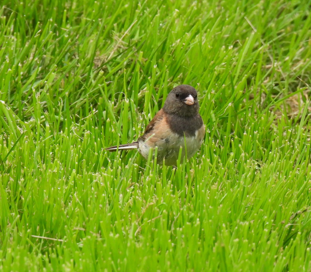 Dark-eyed Junco - ML639715269
