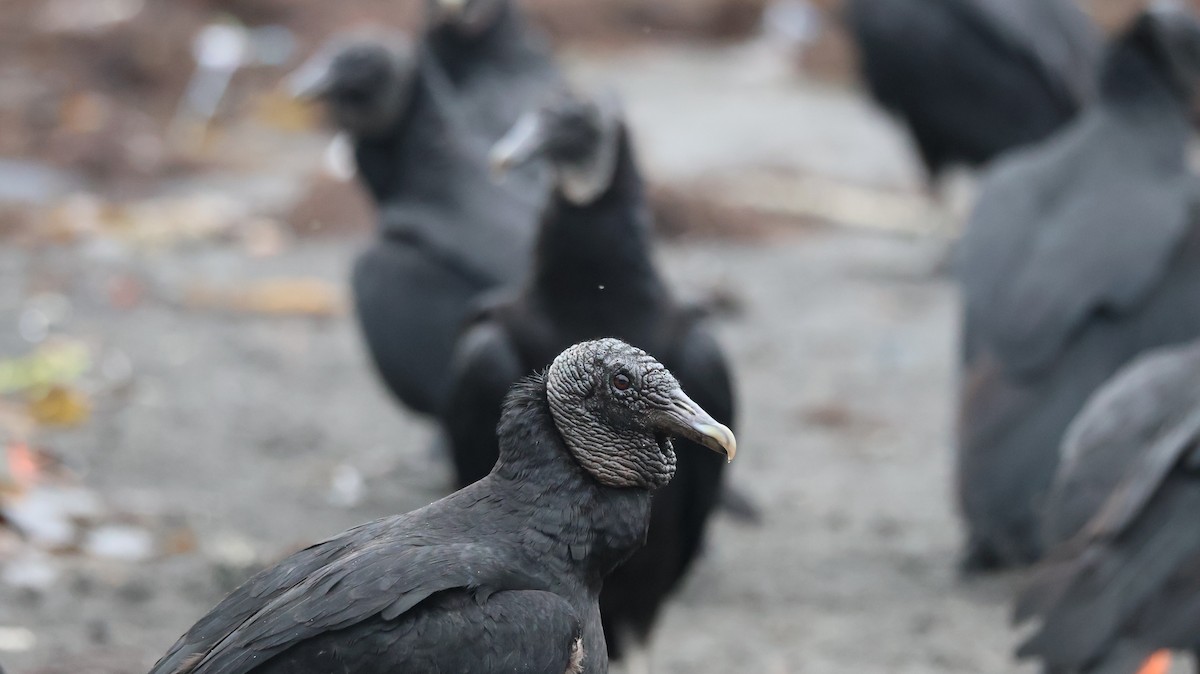 Black Vulture - ML639715270