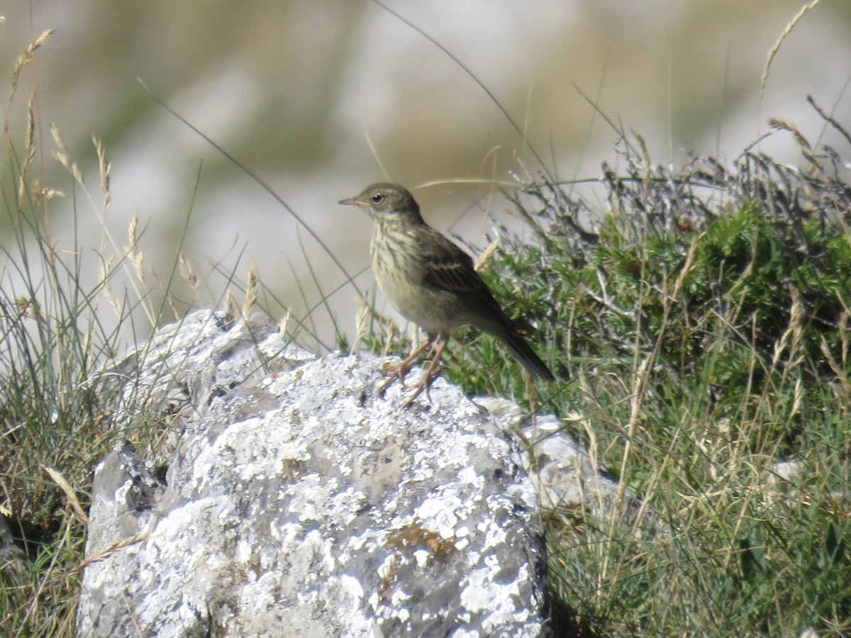 Tree Pipit - ML639715271