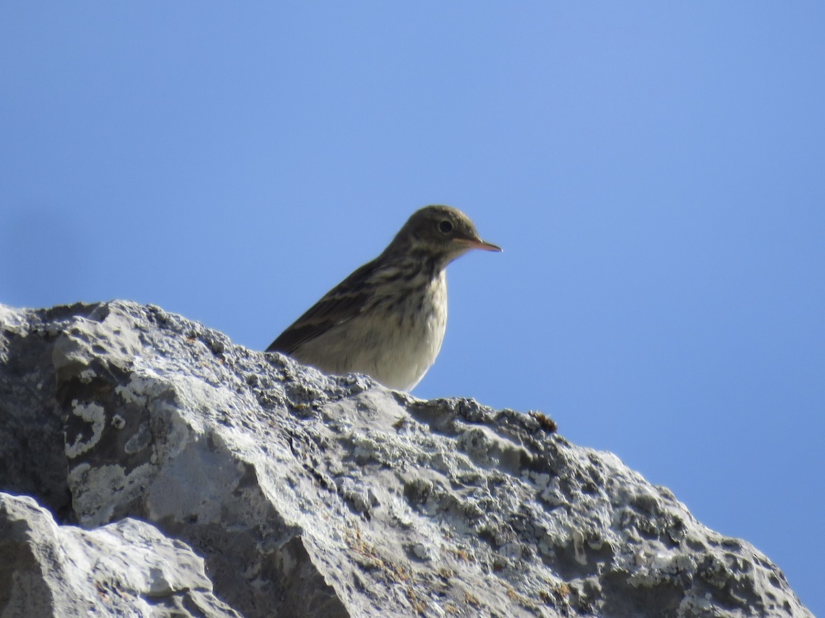 Tree Pipit - ML639715272