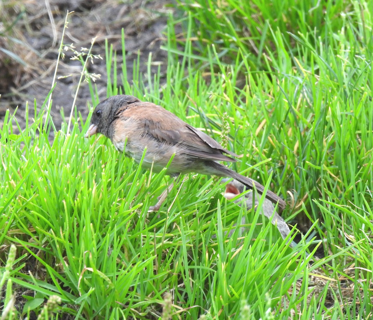 Dark-eyed Junco - ML639715273