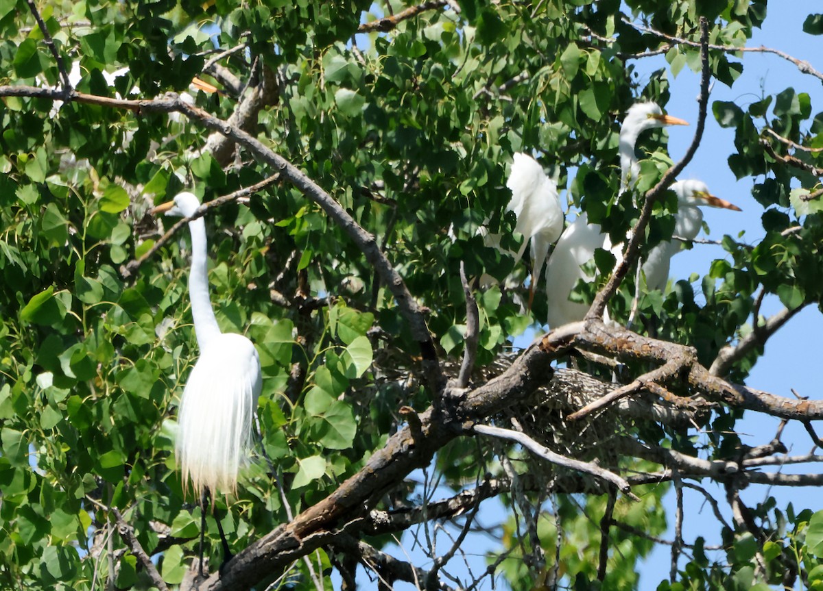 Great Egret - ML639715274