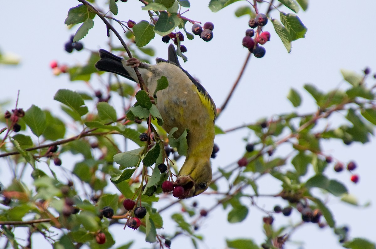 Evening Grosbeak - ML639715275