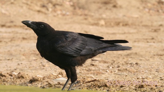 Carrion Crow - ML639715276