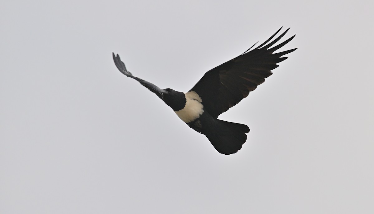 Pied Crow - ML639715277