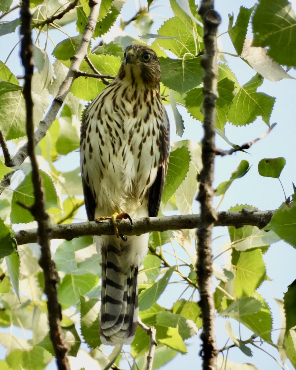 Cooper's Hawk - ML639715279